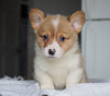 AKC Registered Pembroke Welsh Corgi For Sale Millersburg, OH Male - Flint