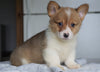 AKC Registered Pembroke Welsh Corgi For Sale Millersburg, OH Male - Flint