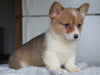 AKC Registered Pembroke Welsh Corgi For Sale Millersburg, OH Male - Flint