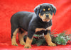 AKC Registered Rottweiler For Sale Holmesville, OH Female - Carly