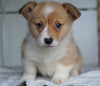 AKC Registered Pembroke Welsh Corgi For Sale Millersburg, OH Female - Foxy