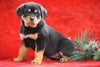 AKC Registered Rottweiler For Sale Holmesville, OH Female - Carly
