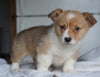 AKC Registered Pembroke Welsh Corgi For Sale Millersburg, OH Female - Foxy
