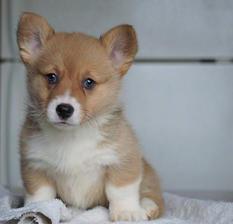 AKC Registered Pembroke Welsh Corgi For Sale Millersburg, OH Female - Sadie