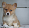 AKC Registered Pembroke Welsh Corgi For Sale Millersburg, OH Female - Sadie