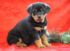 AKC Registered Rottweiler For Sale Holmesville, OH Female - Lexi