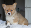 AKC Registered Pembroke Welsh Corgi For Sale Millersburg, OH Female - Sadie