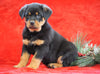 AKC Registered Rottweiler For Sale Holmesville, OH Female - Lexi