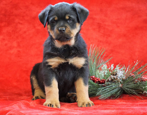AKC Registered Rottweiler For Sale Holmesville, OH Female - Rosa
