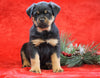 AKC Registered Rottweiler For Sale Holmesville, OH Female - Rosa