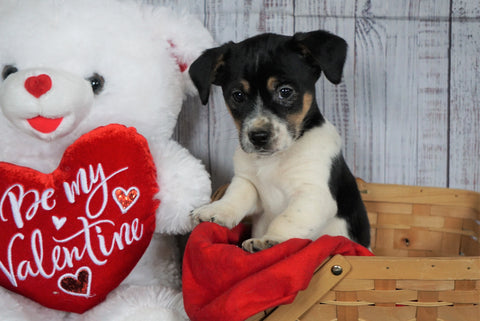 Jack Russell Terrier For Sale Fredericksburg, OH Male- Sparky