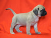 AKC Registered English Mastiff For Sale Baltic, OH Male - Asher