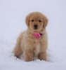 AKC Registered Golden Retriever For Sale Fredericksburg, OH Female- Petunia