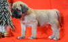 AKC Registered English Mastiff For Sale Baltic, OH Male - Asher