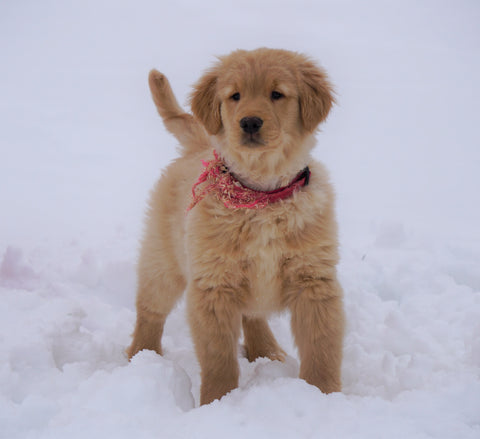 AKC Registered Golden Retriever For Sale Fredericksburg, OH Male- Beau