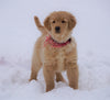 AKC Registered Golden Retriever For Sale Fredericksburg, OH Male- Beau