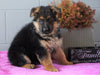 AKC Registered German Shepherd For Sale Millersburg, OH Female - Sheila