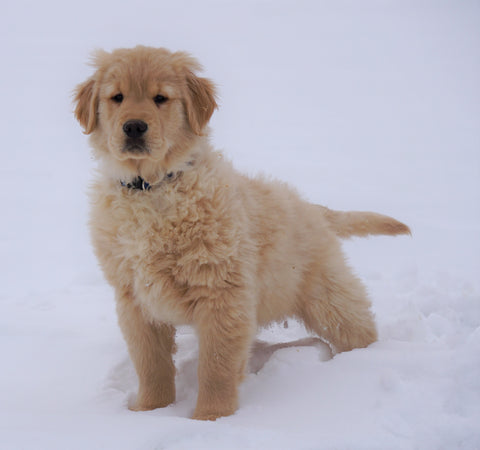 AKC Registered Golden Retriever For Sale Fredericksburg, OH Male- Oscar