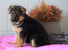 AKC Registered German Shepherd For Sale Millersburg, OH Female - Sheila