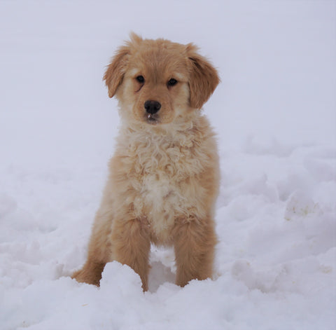 AKC Registered Golden Retriever For Sale Fredericksburg, OH Female- Rosie