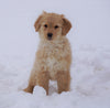 AKC Registered Golden Retriever For Sale Fredericksburg, OH Female- Rosie