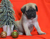 AKC Registered English Mastiff For Sale Baltic, OH Male - Rudolph