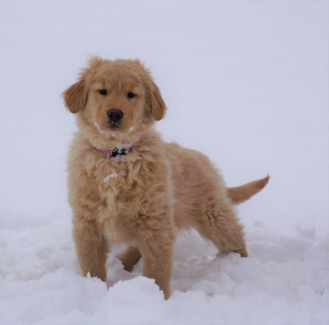 AKC Registered Golden Retriever For Sale Fredericksburg, OH Female- Lilly
