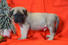 AKC Registered English Mastiff For Sale Baltic, OH Male - Rudolph