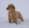 AKC Registered Golden Retriever For Sale Fredericksburg, OH Female- Lilly