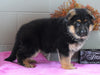 AKC Registered German Shepherd For Sale Millersburg, OH Male - Branson