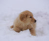 AKC Registered Golden Retriever For Sale Fredericksburg, OH Male- Samson