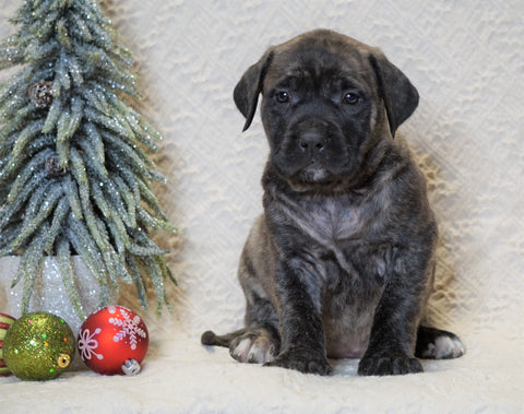 AKC Registered English Mastiff For Sale Baltic, OH Female - Khloe