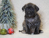 AKC Registered English Mastiff For Sale Baltic, OH Female - Khloe