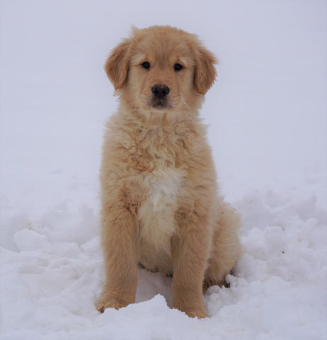 AKC Registered Golden Retriever For Sale Fredericksburg, OH Male- Samson