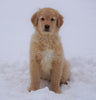 AKC Registered Golden Retriever For Sale Fredericksburg, OH Male- Samson