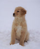 AKC Registered Golden Retriever For Sale Fredericksburg, OH Male- Samson