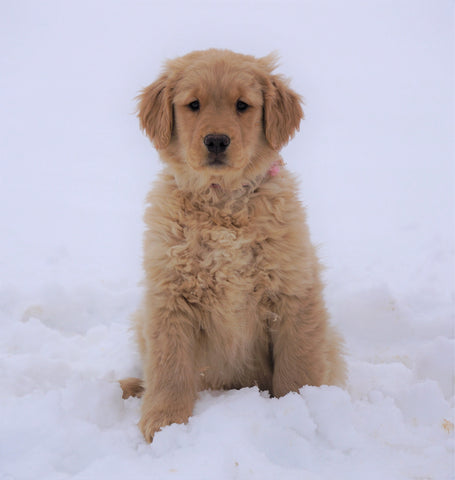 AKC Registered Golden Retriever For Sale Fredericksburg, OH Female- Dolly