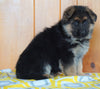 AKC Registered German Shepherd For Sale Millersburg, OH Male - Diamond