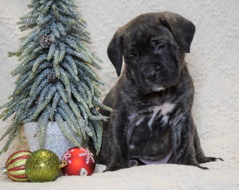 AKC Registered English Mastiff For Sale Baltic, OH Male - Kane