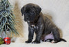 AKC Registered English Mastiff For Sale Baltic, OH Male - Kane