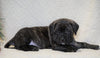 AKC Registered English Mastiff For Sale Baltic, OH Male - Kane
