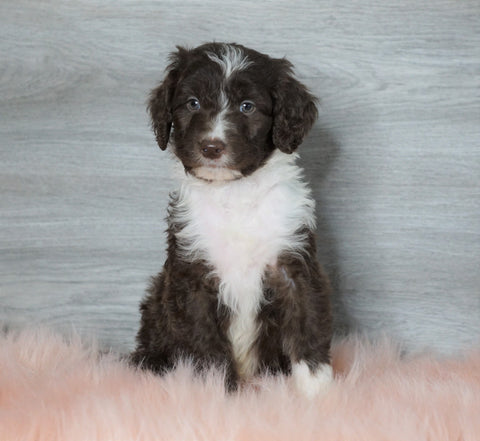 Aussiedoodle (Standard) For Sale Baltic, OH Male- Bingo