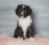 Aussiedoodle (Standard) For Sale Baltic, OH Male- Bingo