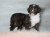 Aussiedoodle (Standard) For Sale Baltic, OH Male- Bingo