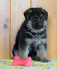 AKC Registered German Shepherd For Sale Millersburg, OH Male - Zeigal