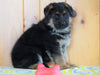 AKC Registered German Shepherd For Sale Millersburg, OH Male - Zeigal
