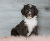 Aussiedoodle (Standard) For Sale Baltic, OH Male- Bingo