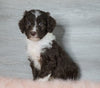 Aussiedoodle (Standard) For Sale Baltic, OH Male- Bingo