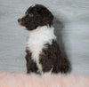 Aussiedoodle (Standard) For Sale Baltic, OH Male- Bingo