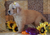 AKC Registered Golden Retriever For Sale Sugarcreek, OH Female- Carma